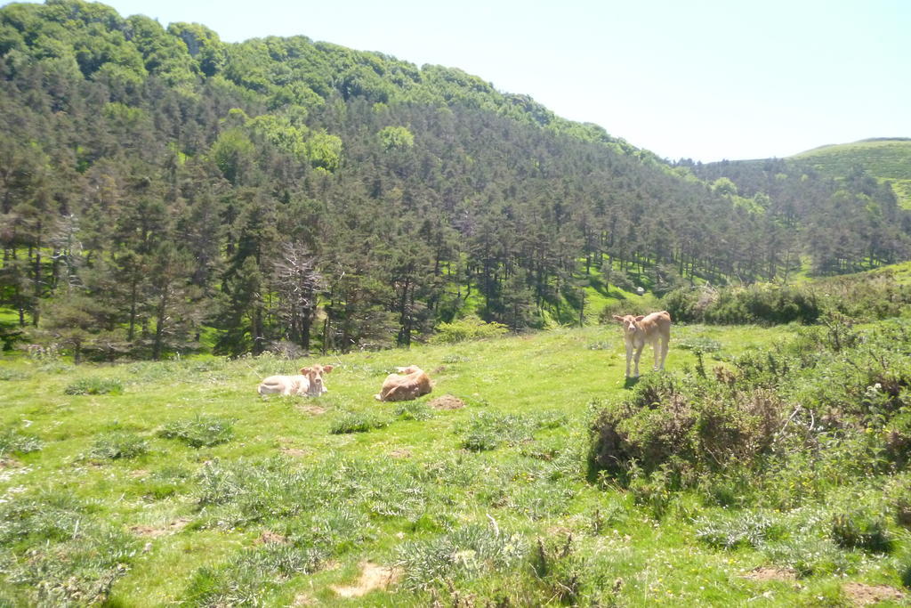 Hostal Betelu Maison d'hôtes Betelu